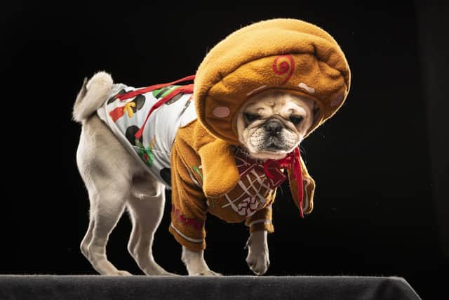 Ted the Pug dresses as a Gingerbread Man, during the Victorian Christmas themed Furbabies Dog Pageant at Collingham Memorial Hall, Leeds. Picture date: Sunday December 5, 2021. PA Photo. Photo credit should read: Danny Lawson/PA Wire