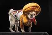 Ted the Pug dresses as a Gingerbread Man, during the Victorian Christmas themed Furbabies Dog Pageant at Collingham Memorial Hall, Leeds. Picture date: Sunday December 5, 2021. PA Photo. Photo credit should read: Danny Lawson/PA Wire 
