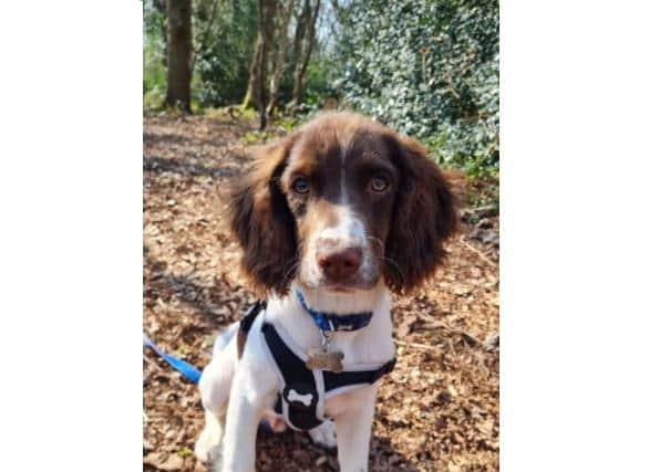 The puppy went missing at Alver Valley Country Park yesterday morning.
