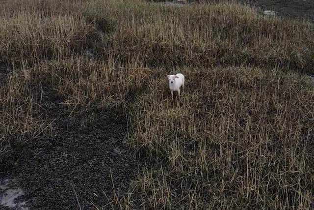 Millie was found in numerous locations, including the mudflats on Farlington Marshes.