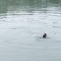The seal in Portsmouth Harbour. Picture: Marcin Jedrysiak