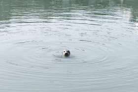 The seal in Portsmouth Harbour. Picture: Marcin Jedrysiak