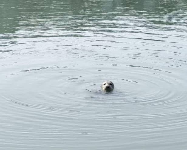The seal in Portsmouth Harbour. Picture: Marcin Jedrysiak