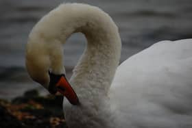 Swan