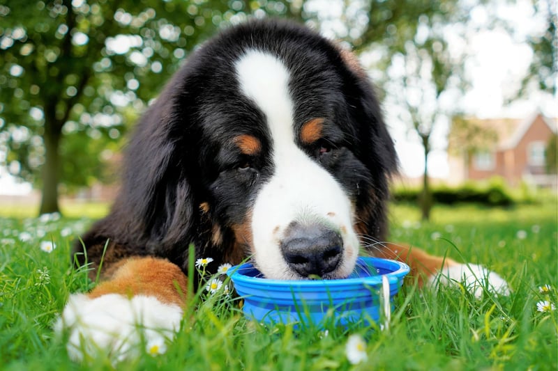 Keeping pets cool during a heatwave is vitally important and in order to do this you should make sure that your dog has enough cool water at all times and is kept in the shade during hot days.