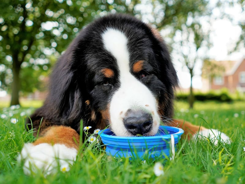 Keeping pets cool during a heatwave is vitally important and in order to do this you should make sure that your dog has enough cool water at all times and is kept in the shade during hot days.