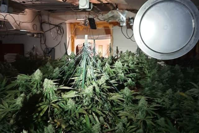The cannabis raid took place in Britten Road, Lee-on-the-Solent, on July 6. Picture: Gosport Police.