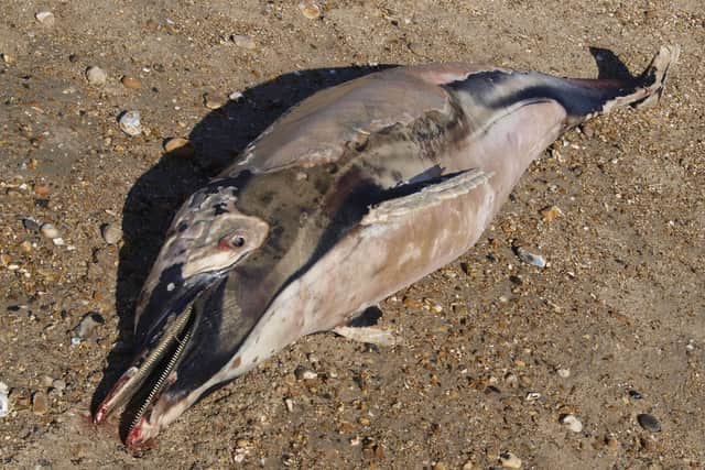 Dead dolphin found on beach on Hayling Island. Picture: Steffen Tauchnitz
