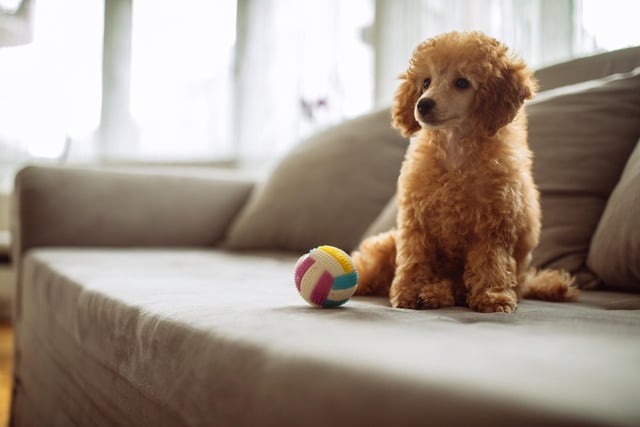 One customer at the Portsmouth City Centre Travelodge asked: 'Can you take my poodle Poppy for a teddy bear haircut?' I'm sure the hound was spruced up nicely.