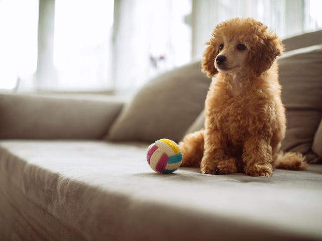 One customer at the Portsmouth City Centre Travelodge asked: 'Can you take my poodle Poppy for a teddy bear haircut?' I'm sure the hound was spruced up nicely.