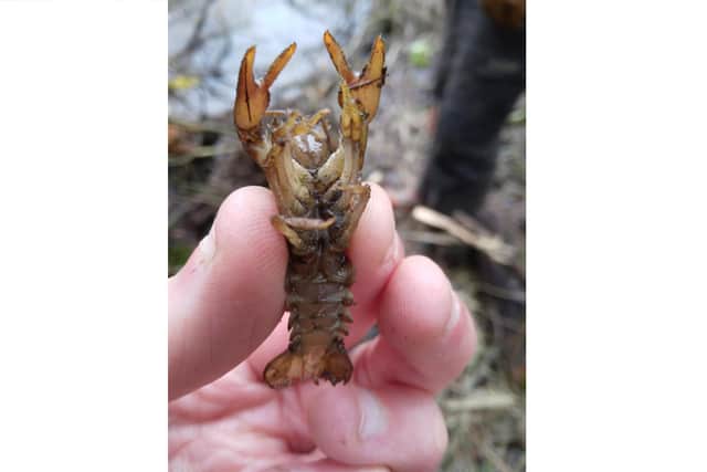 One of the white-clawed crayfish found at Winnall Moors Nature Reserve © Hampshire and Isle of Wight Wildlife Trust