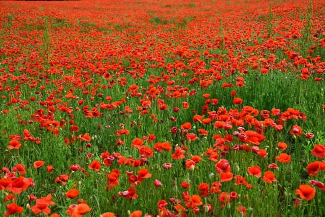 Paper poppies are worn leading up to Armistice Day as a mark of respect for the fallen (Shutterstock)