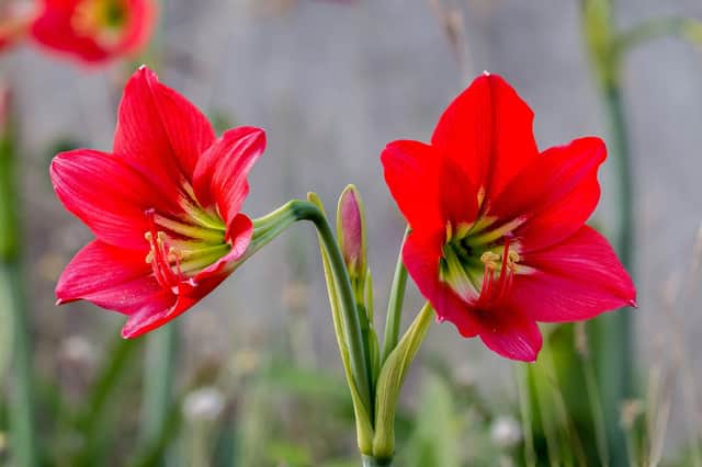 Can you beat 12 blooms on your amaryllis?