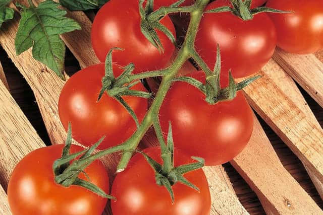 The tomato variety called Shirley.