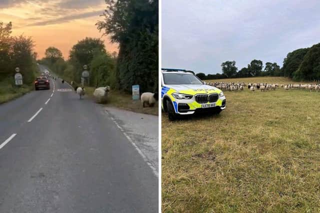 The sheep had escaped from a nearby field. Picture: Roads Policing Unit