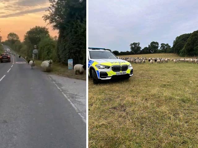 The sheep had escaped from a nearby field. Picture: Roads Policing Unit