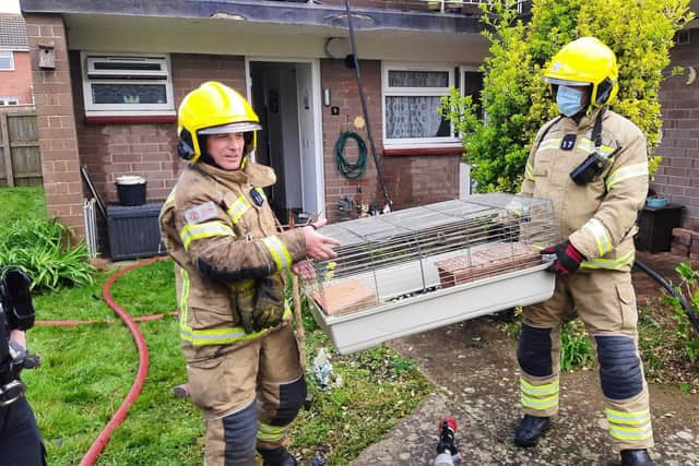 Firefighters rescue two guinea pigs from a flat fire in Gosport.