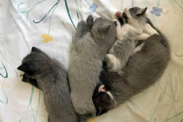 The kittens have all been rehomed. Picture: Cat's Protection/PA.