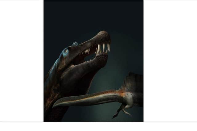 Reconstruction of Spinosaurus in life. Artwork by Davide Bonadonna.