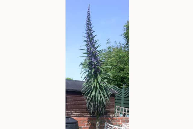 A 12ft echium vulgare.