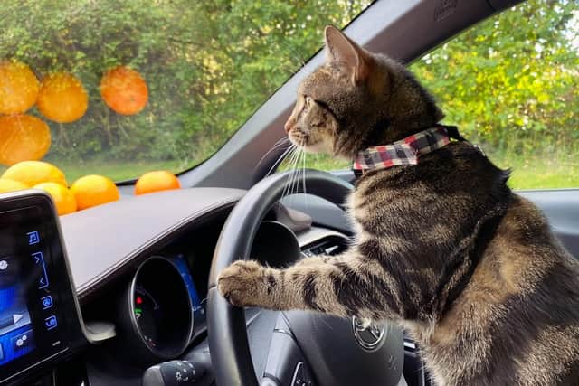 Cats and dogs now have an easier ride to their new forever homes. Picture: Supplied