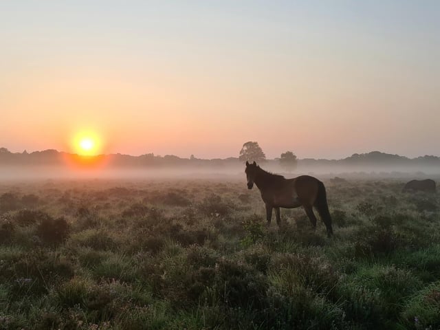 New Forest District Council generated £353 a day on average through parking charges in 2022. There were 15 charges every 24 hours on average.