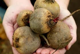 Scientists are launching a new study to see if drinking beetroot juice can help people with type 2 diabetes burn fat more efficiently.
 Now a team from the University of Portsmouth and Bournemouth University will look at the effects of drinking nitrate-rich beetroot juice on humans. 
 Photo credit: Gareth Fuller/PA Wire