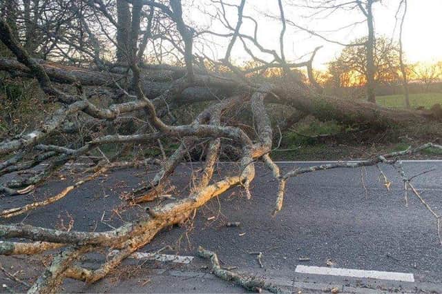 A tree has fallen and is blocking Durrants Road in Rowlands Castle.