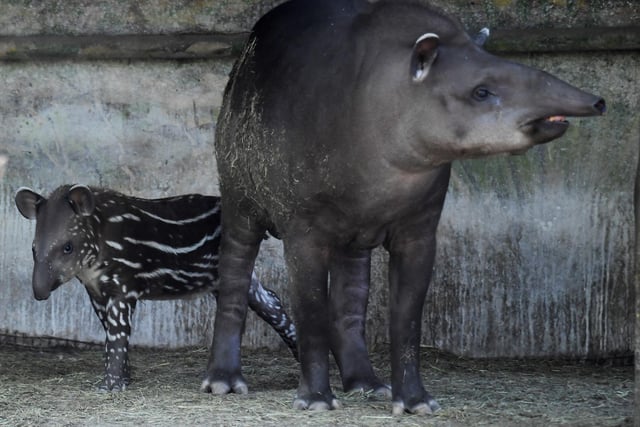 There is one reported tapir in the Chichester District Council area. Picture: ATTILA KISBENEDEK / AFP via Getty Images.