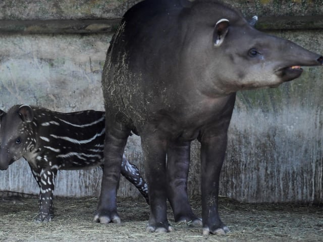 There is one reported tapir in the Chichester District Council area. Picture: ATTILA KISBENEDEK / AFP via Getty Images.