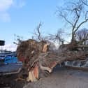 The tree that came down on the corner of Elm Lane and Park Road North in Havant during Storm Eunice Picture: Alex Shute