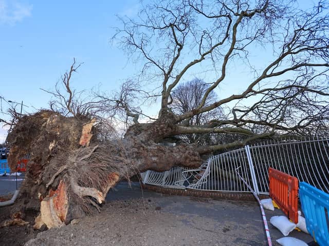 The tree that came down on the corner of Elm Lane and Park Road North in Havant during Storm Eunice Picture: Alex Shute