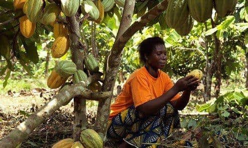 Cocoa Farmer in Ghana