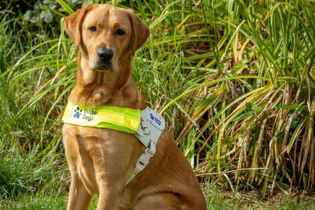 Ralph, a Golden Retriever-Labrador cross, has graduated from his 18 month Guide Dogs training programme