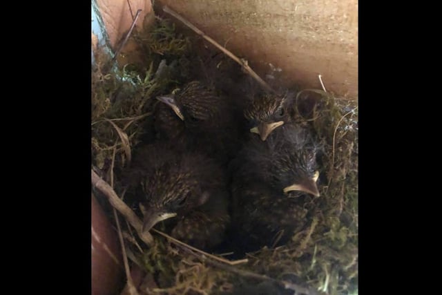 Dionne Hibbs captured these lovely little creatures settled in her garden shed.