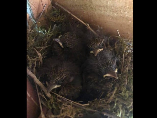 Dionne Hibbs captured these lovely little creatures settled in her garden shed.