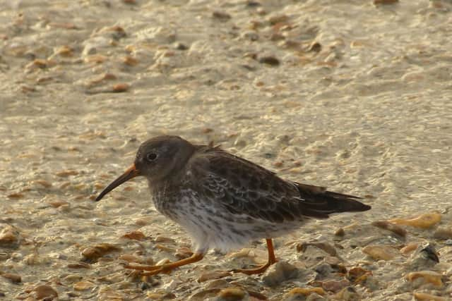 Purple Sandpiper taken at Southsea Castle