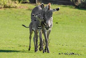 Marwell Zoo visitors treated to the birth of an endangered Grevy’s zebra foal
The latest addition to Marwell Zoo, an adorable Grevy's zebra foal which was born in the middle of the afternoon in front of stunned visitors!