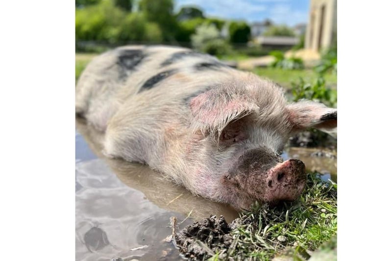 Phil is currently looking for his forever home. The three-year-old Gloucestershire Old Spot can be homed with dogs, cats and children and his full name is Philadelphia, not Phillip. 
Picture credit: The Stubbington Ark