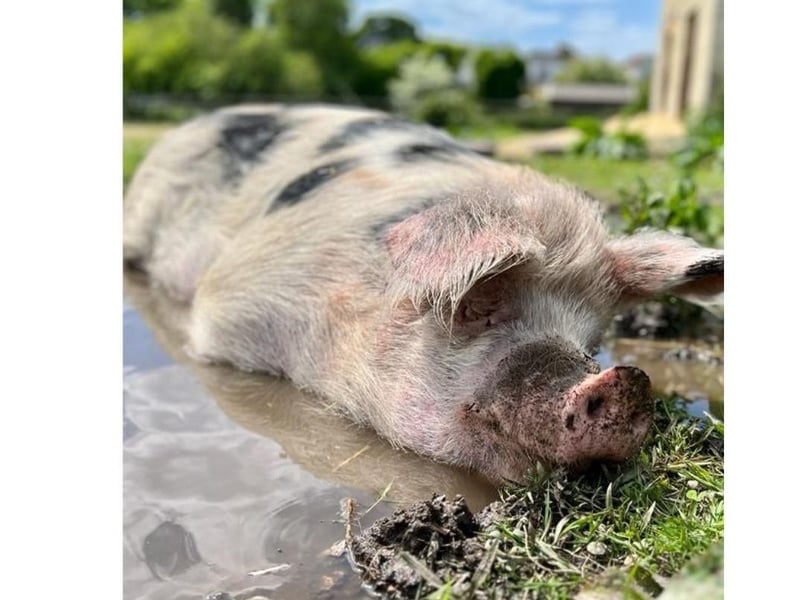 Phil is currently looking for his forever home. The three-year-old Gloucestershire Old Spot can be homed with dogs, cats and children and his full name is Philadelphia, not Phillip.
Picture credit: The Stubbington Ark