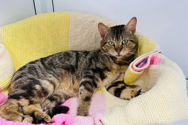 There has been a startling rise in cruelty to cats. Picture: RSPCA