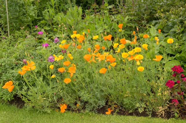 A swathe of Californian poppies, beloved by bees. Picture: Shutterstock