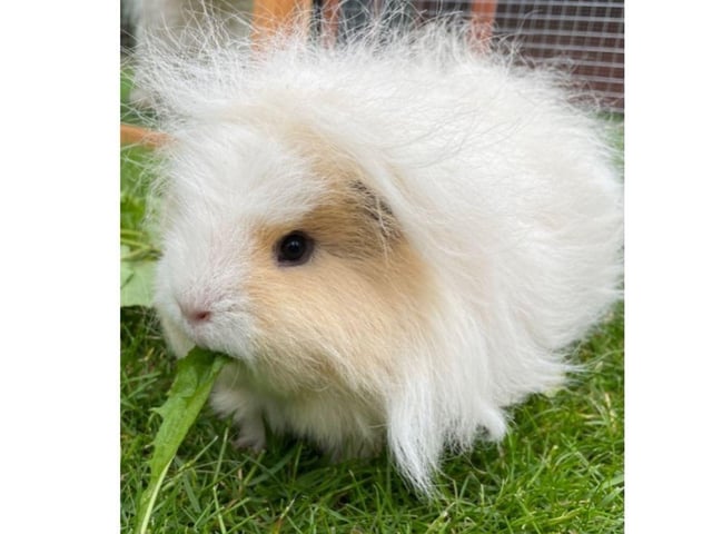 Libby is a ‘Swiss’ guinea pig breed and they require lots of grooming.
