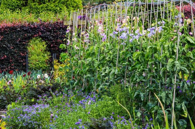 Pale blue sweet peas in a walled garden. Picture: Shutterstock