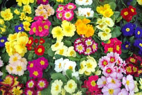 Spring colour, polyanthus.