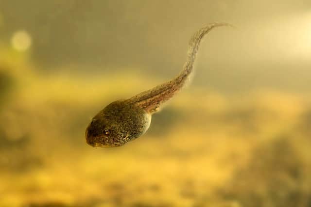 A tadpole Picture: Adobe