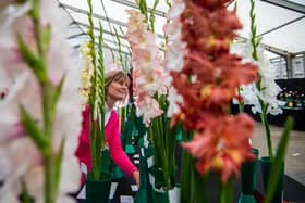 Gladioli.