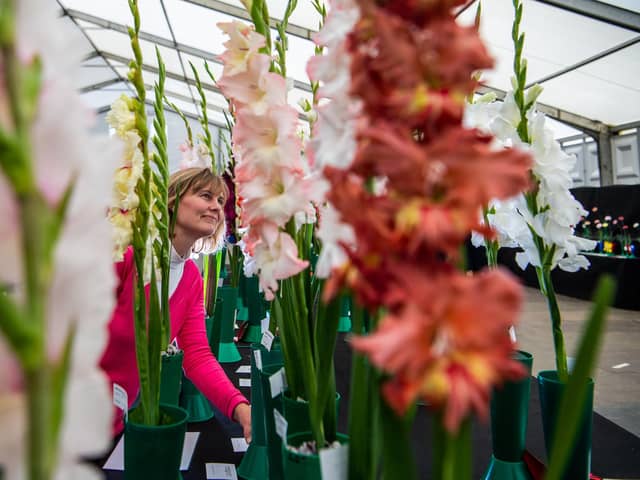 Gladioli.