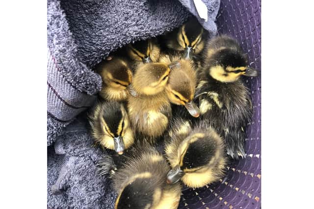 Alex and Alexandra von Harten and Patrick Tanner from Denmead rescued 12 ducklings from a drain and reunited them with their worried mother
