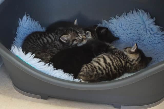 Mum cat Izzy and her 5 tiny kittens were found in a Fareham field and are being cared for by volunteers of Cats Protection's Gosport Town branch